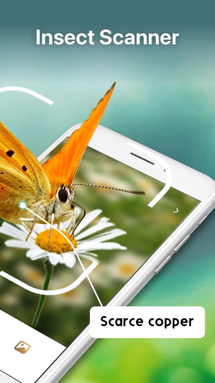 Spider Identifier Bug Finder