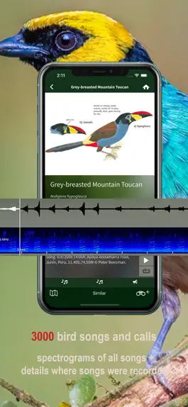 Game screenshot All Birds Northern Peru hack