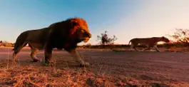 Game screenshot Virtual Reality Animals! hack