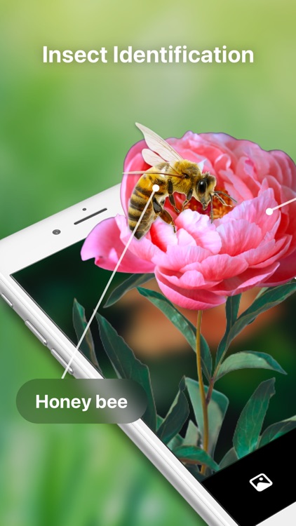 Bug Identifier Spider Insect