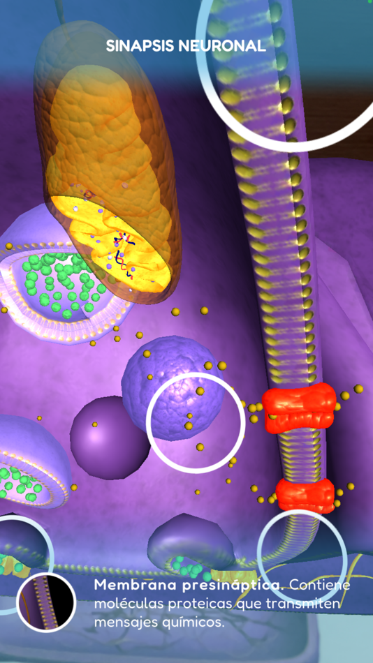 #4. SynapsAR (iOS) Podle: MD. USE INNOVATIONS SL