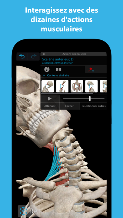 Screenshot #3 pour Muscles & Kinésiologie