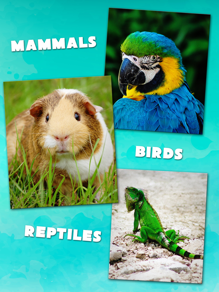 Animal Sounds Education Game
