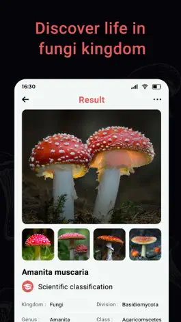 Game screenshot USA Mushroom Identification apk