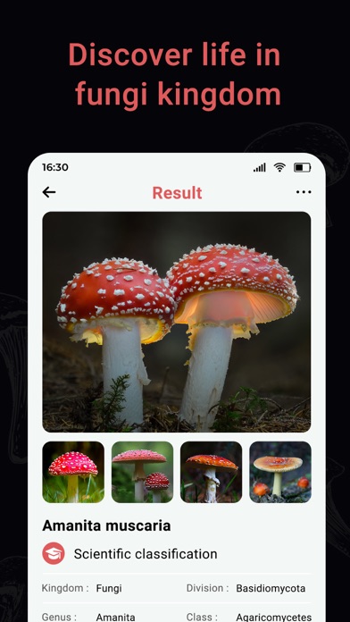USA Mushroom Identification Screenshot