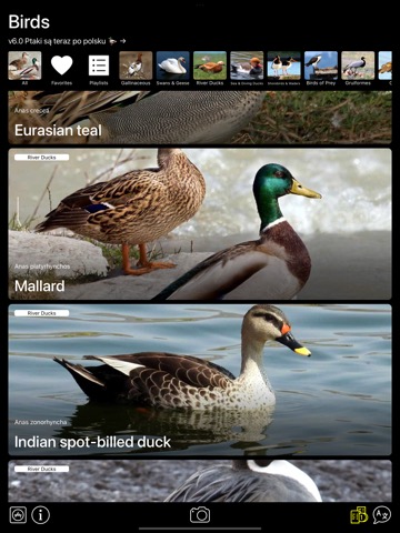 Bird Decoys - European Birdsのおすすめ画像1