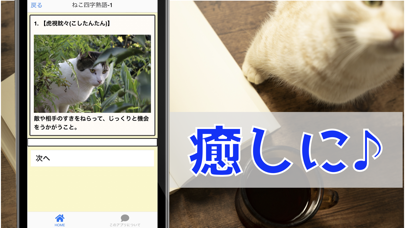 ねこの四字熟語 猫写真 猫図鑑のおすすめ画像3