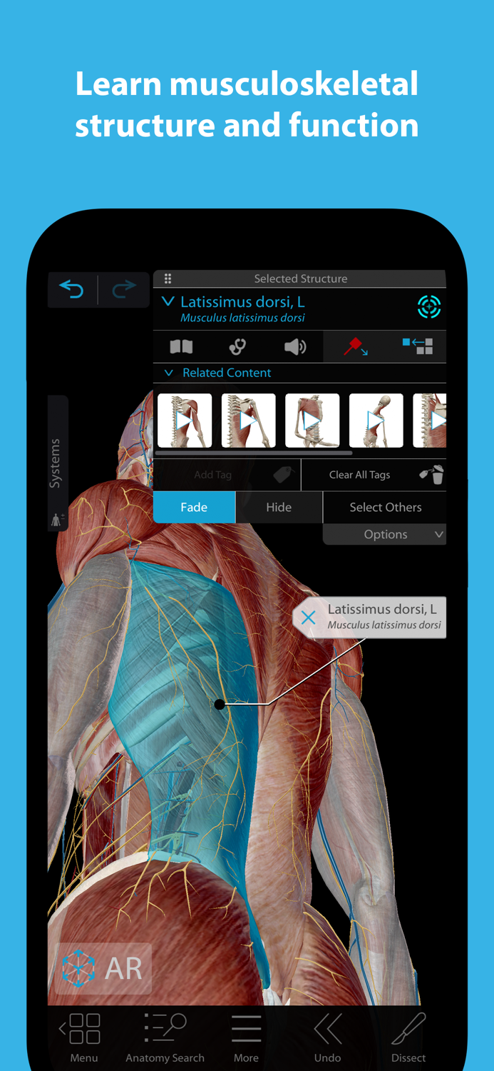 Muscles and Kinesiology