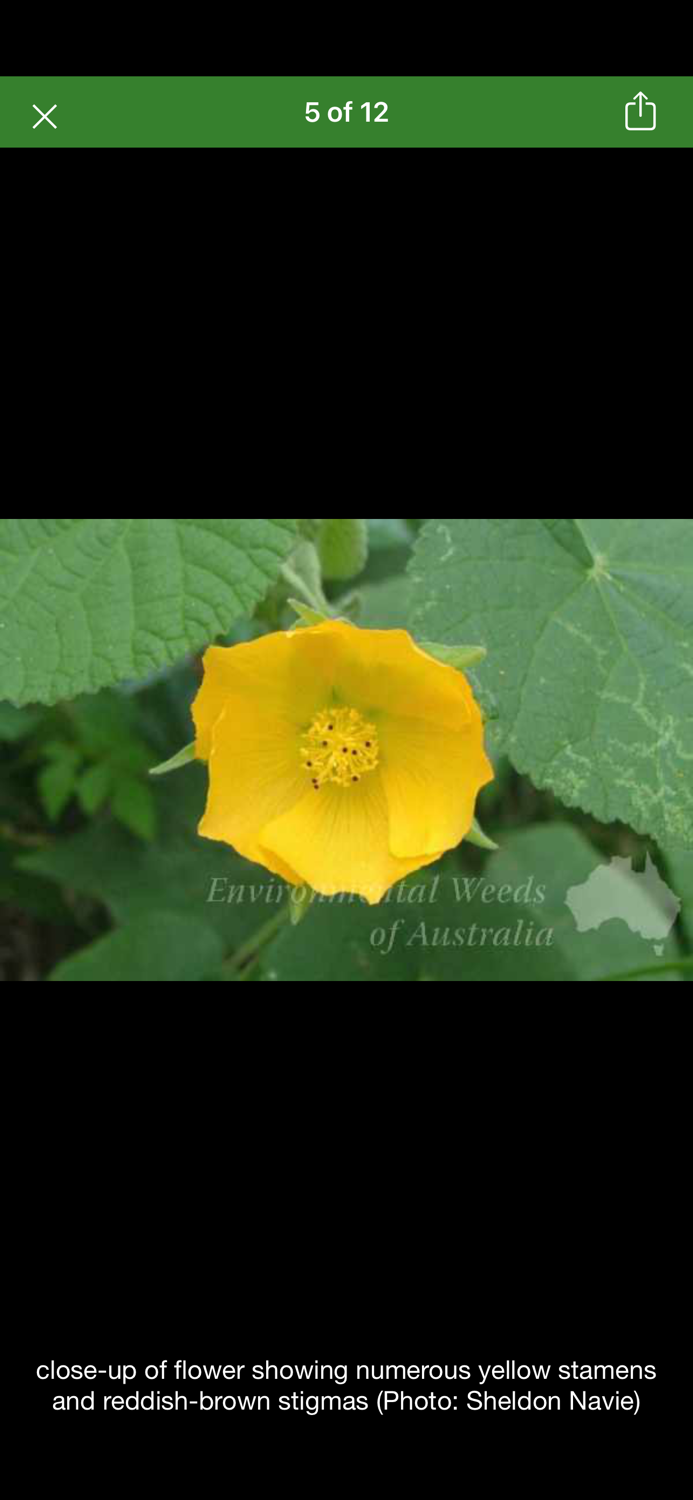 Environmental Weeds Australia