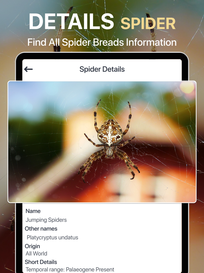 Spiders Identifier by Photo ID
