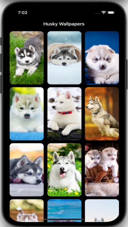 Husky Wallpapers HD Pro