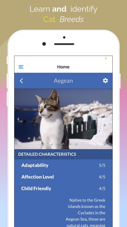 Cat Breeds guide and quiz