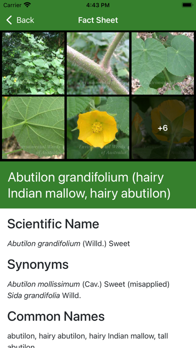 Environmental Weeds Australia Screenshot