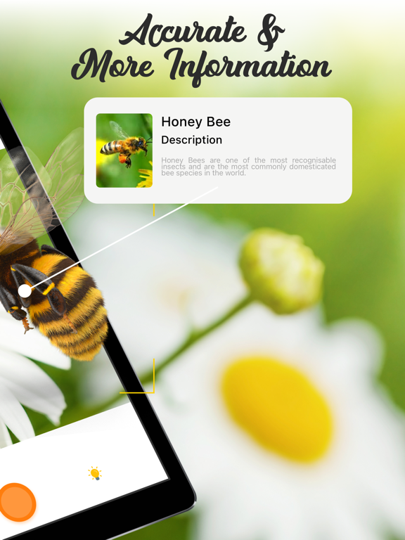 Screenshot #5 pour Identifier Insectes Bug id