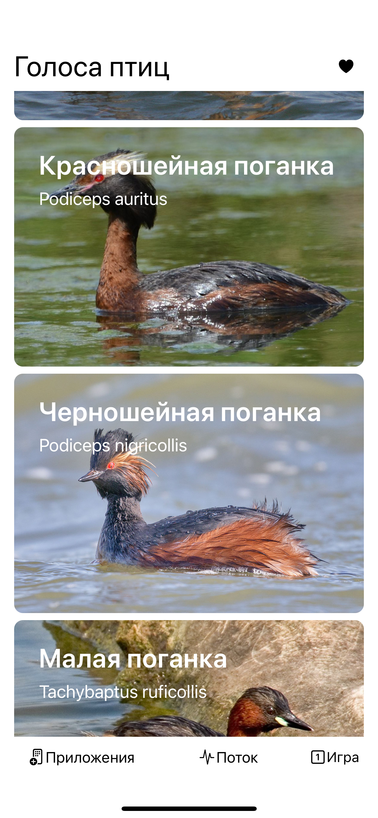Экогид - Голоса птиц