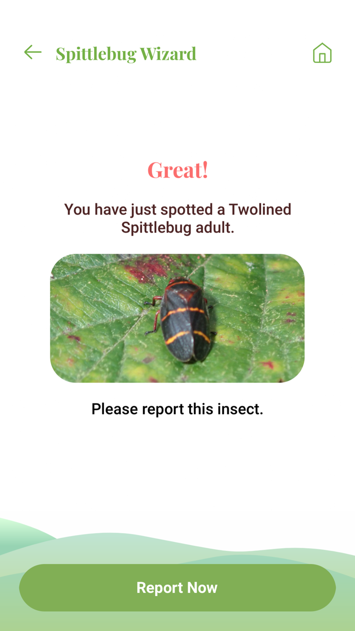 Twolined Spittlebug Tool