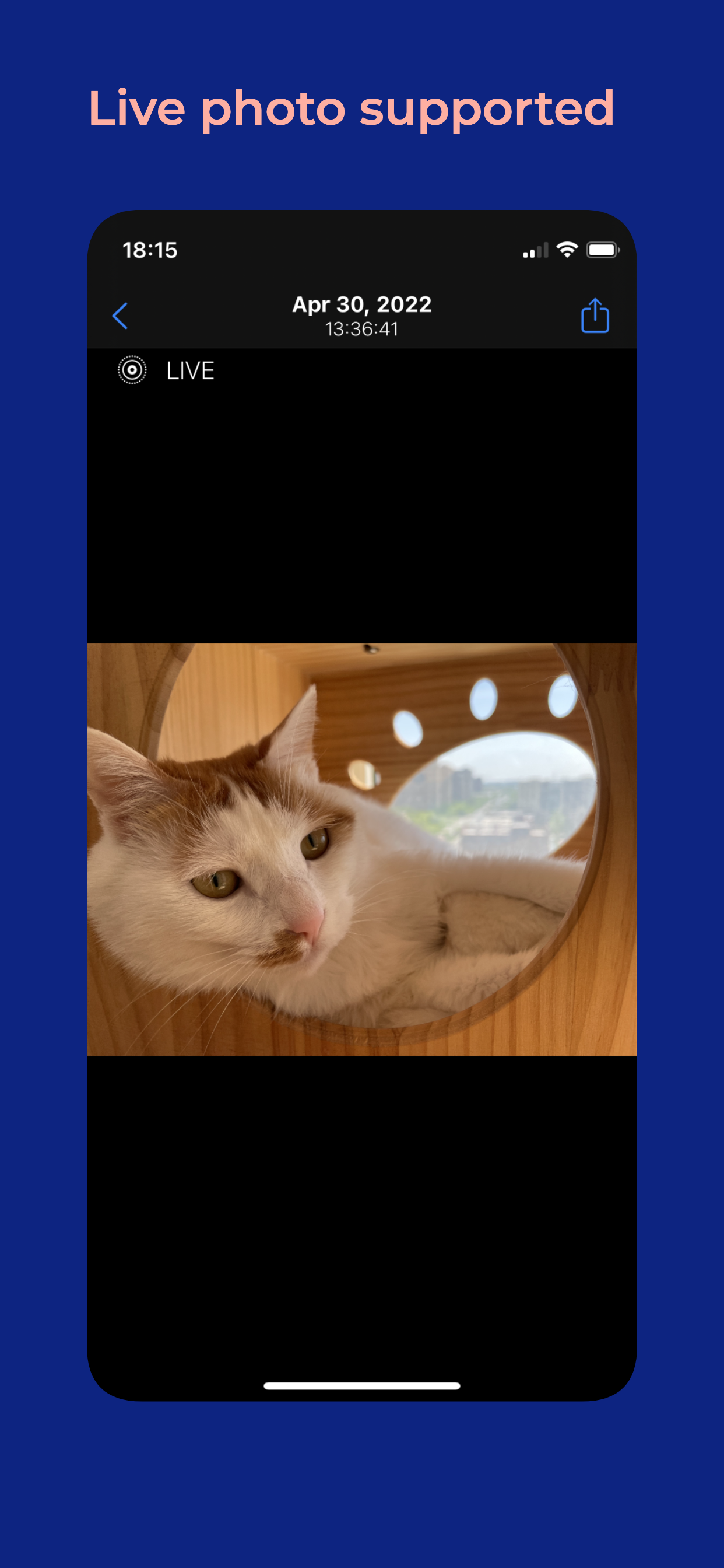 Cat Moments
