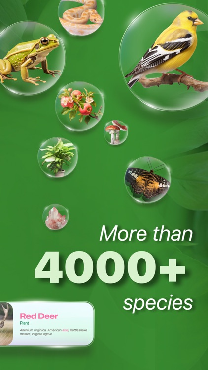 Nature ID - Plant Identifier