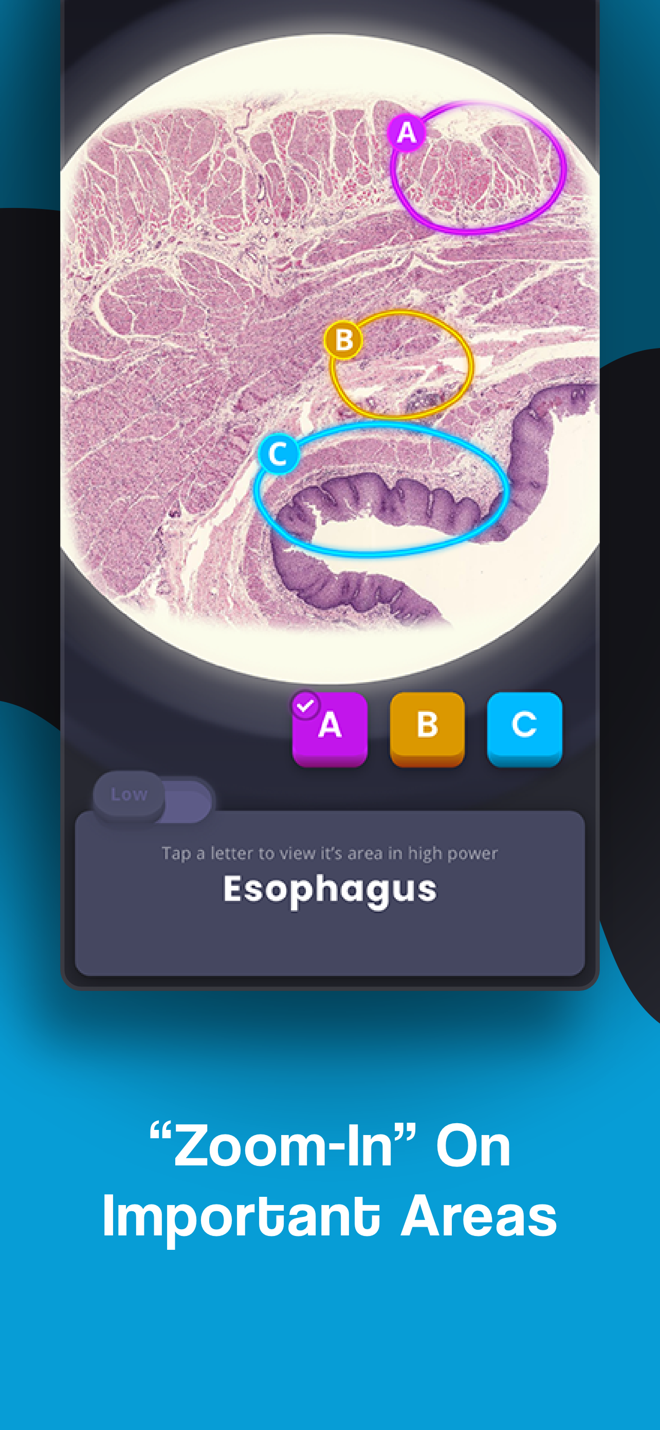 HistoLogic