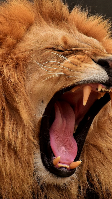 Wildlife Africa Wallpapers Screenshot