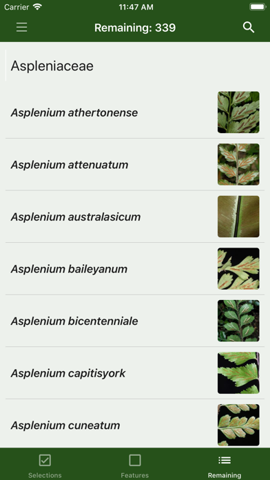 Australian Tropical Ferns Screenshot