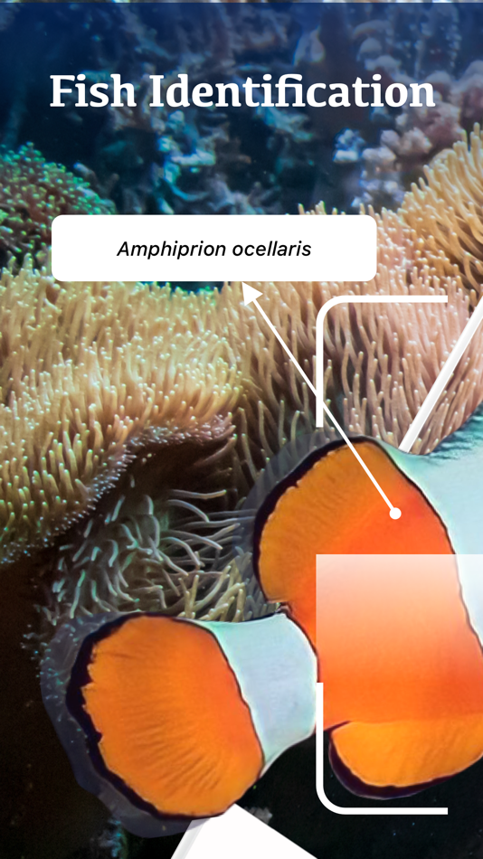 #1. Fish Identification by Picture (iOS) 由: Nam Nguyen Sy