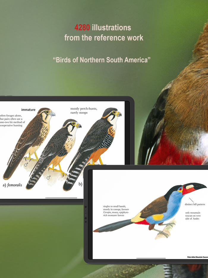 All Birds Northern Peru