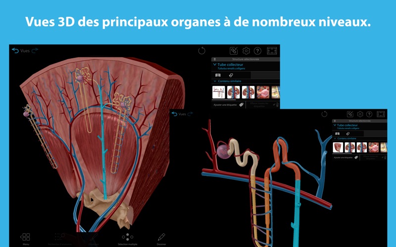 Screenshot #2 pour Atlas d'anatomie humaine en 3D