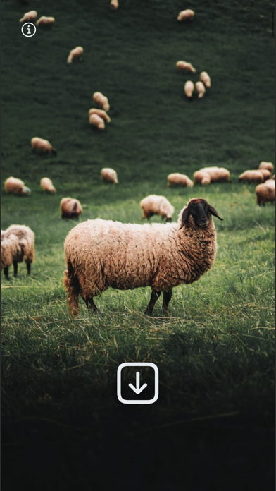 WLPPR - backgrounds wallpapers Screenshot
