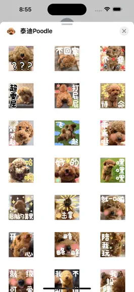 Game screenshot 泰迪Poodle apk