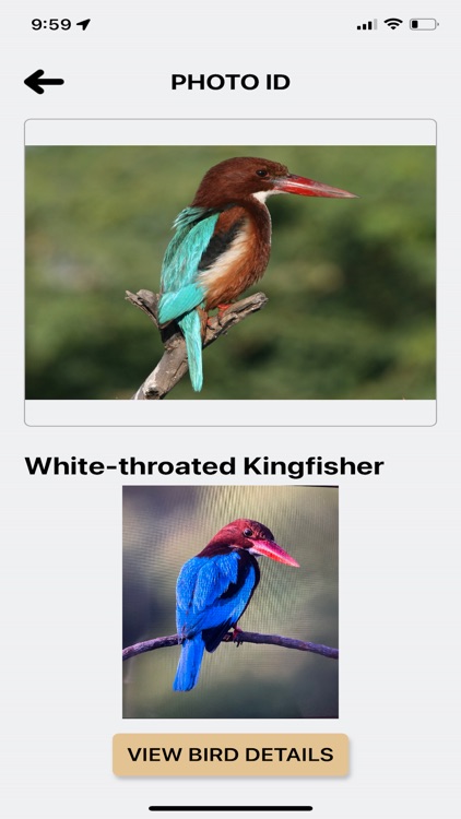 BirdCode screenshot-3