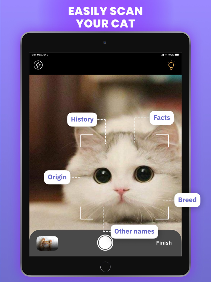 Cat Scanner  Breed Identifier