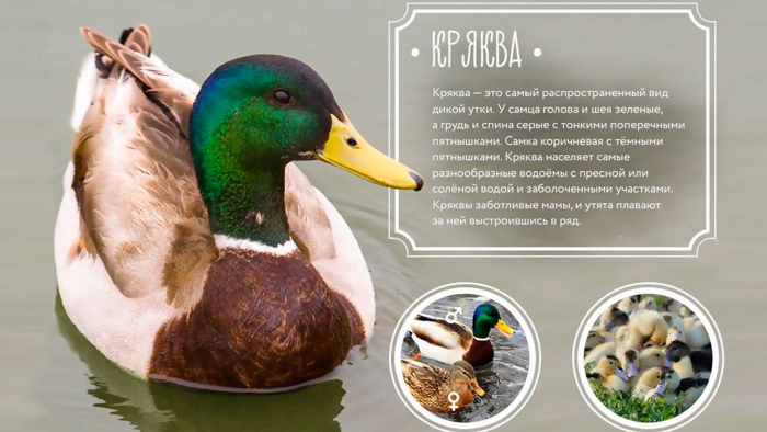 Bird Calls and Songs WiKi Kids