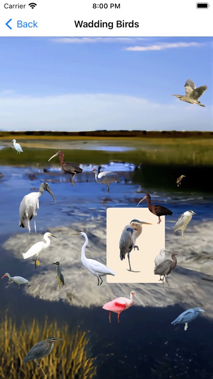 Bird Field Guide for Kids screenshot-6