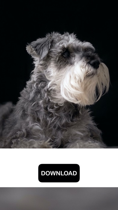 Dog & Puppy Wallpapers - woof!のおすすめ画像9