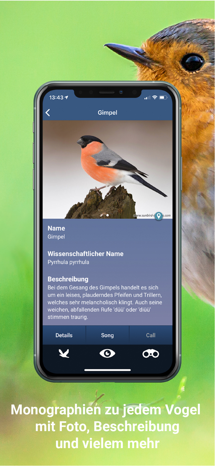 Vogelstimmen Id - RufeGesänge