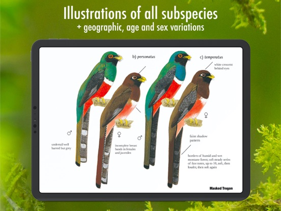 All Birds Ecuador field guide iPad app afbeelding 4