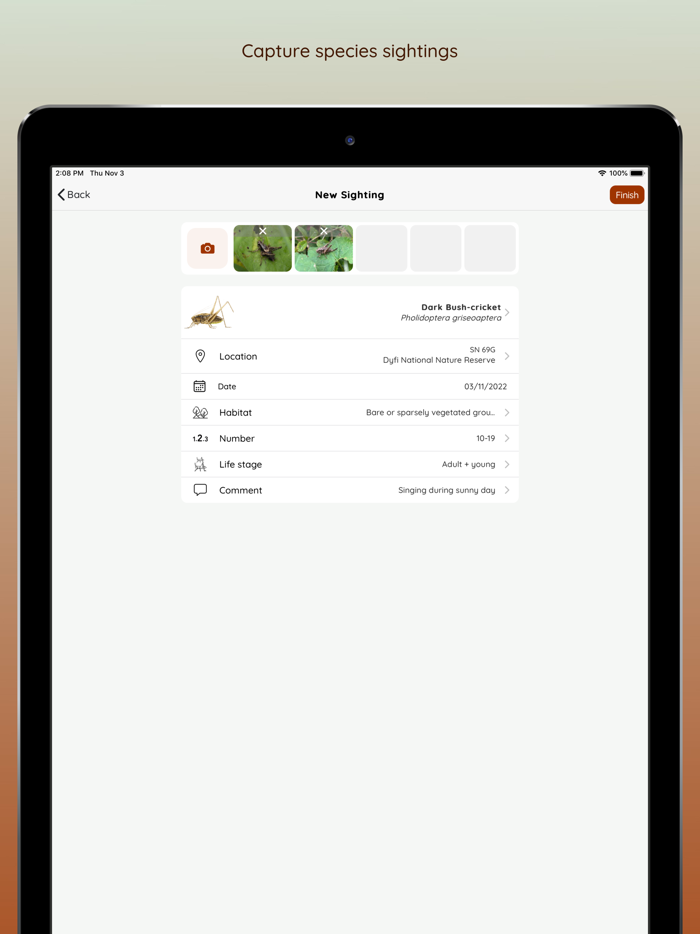 iRecord Grasshoppers