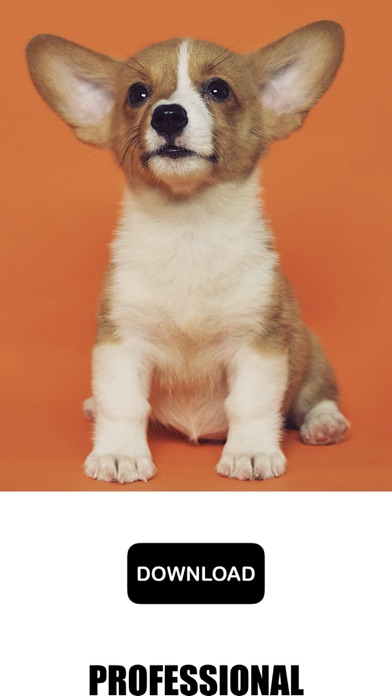 Dog & Puppy Wallpapers - woof!のおすすめ画像1