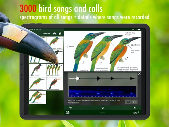 All Birds Ecuador field guide iPad app afbeelding 3