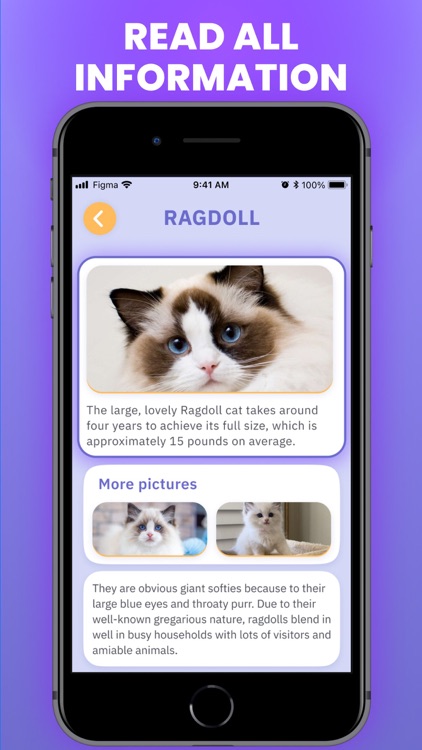 Cat Scanner : Breed Identifier screenshot-3