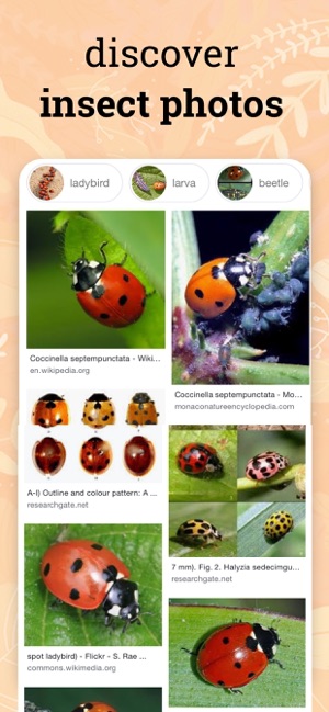 Insect identification ·(圖4)-速報App