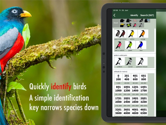 All Birds Ecuador field guide iPad app afbeelding 10