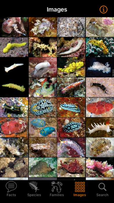 Nudibranch ID Indo Pacific Screenshot