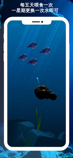 燈籠魚饲养(圖2)-速報App
