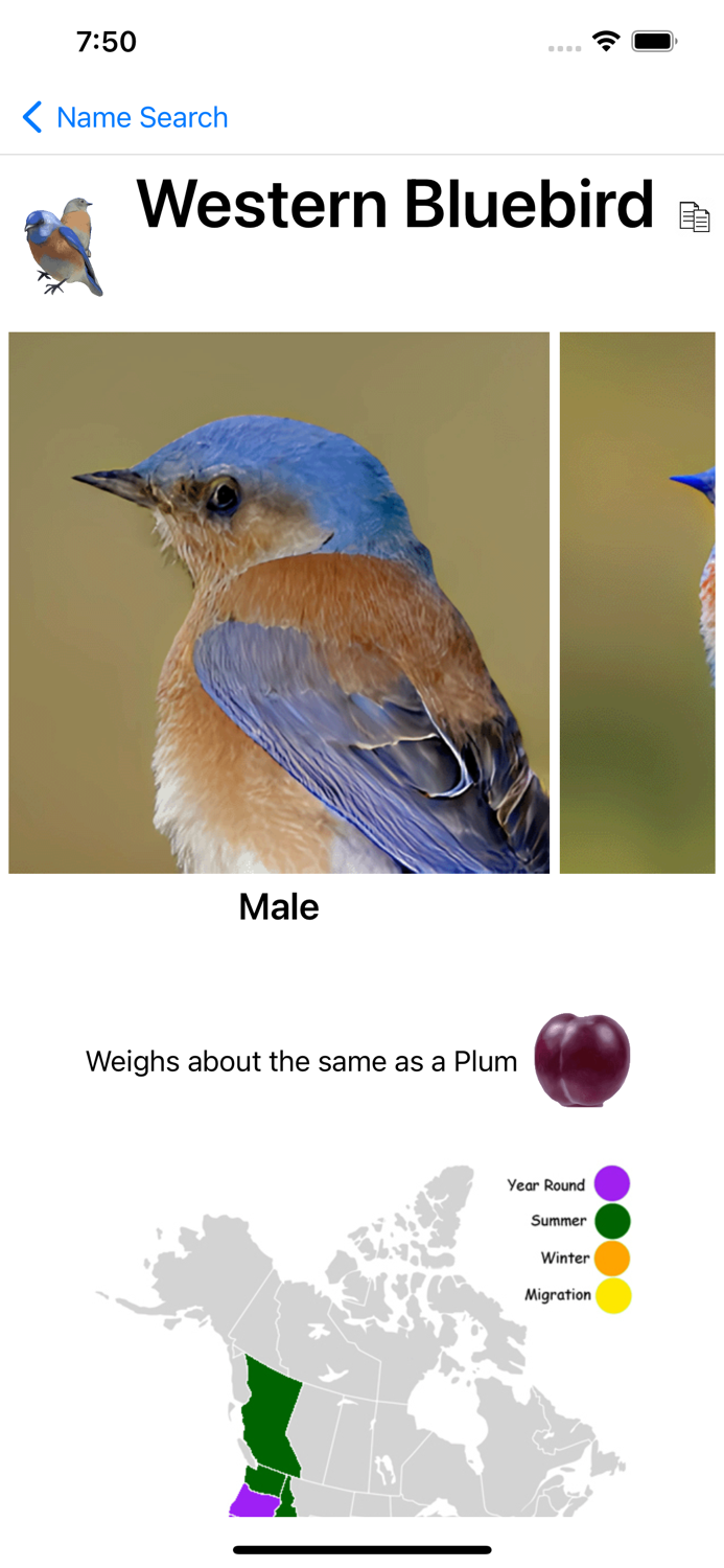 Bird Field Guide for Kids