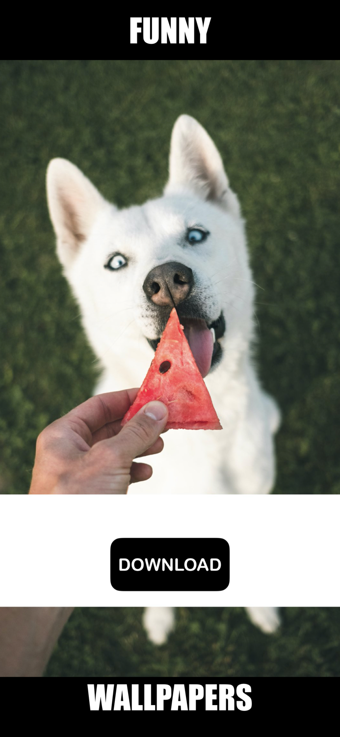 Dog and Puppy Wallpapers - woof