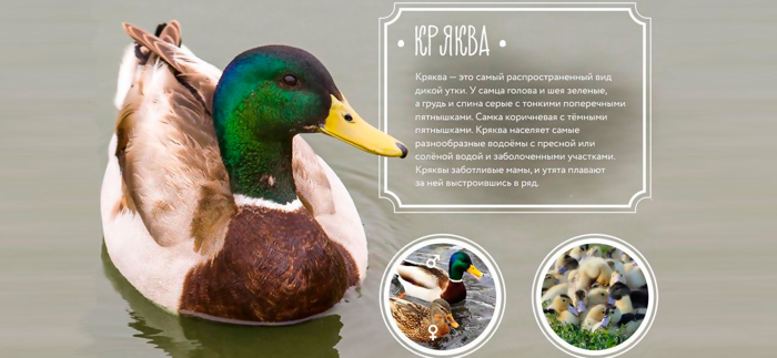 Bird Calls and Songs WiKi Kids