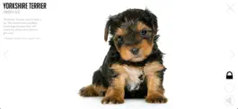 Game screenshot Puppies and Kittens mod apk