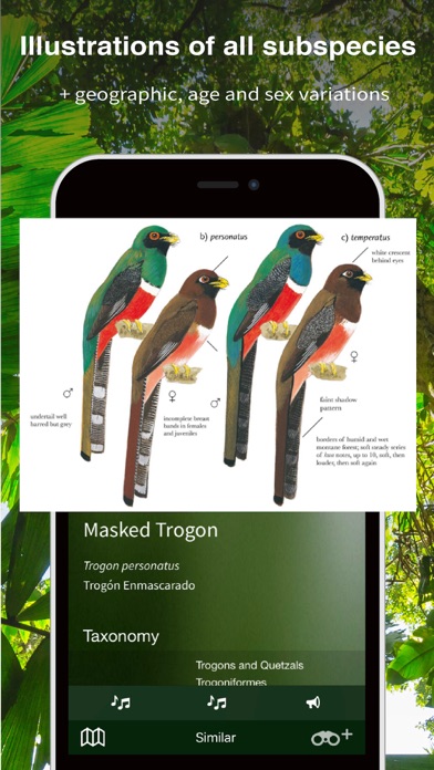 Screenshot #3 pour All Birds Ecuador field guide